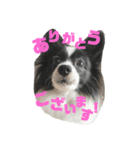 coco_papillon（個別スタンプ：2）