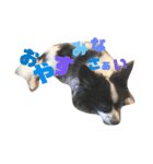 coco_papillon（個別スタンプ：4）