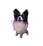 coco_papillon（個別スタンプ：5）