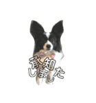 coco_papillon（個別スタンプ：6）