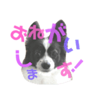 coco_papillon（個別スタンプ：7）