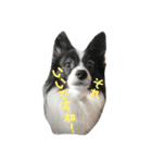 coco_papillon（個別スタンプ：8）