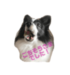 coco_papillon（個別スタンプ：9）