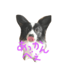 coco_papillon（個別スタンプ：10）