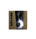 coco_papillon（個別スタンプ：12）