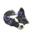coco_papillon（個別スタンプ：14）
