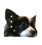 coco_papillon（個別スタンプ：15）
