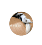 coco_papillon（個別スタンプ：16）