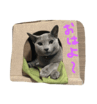 ムーさん日和。✴︎（個別スタンプ：1）