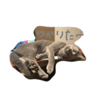 ムーさん日和。✴︎（個別スタンプ：2）