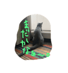 ムーさん日和。✴︎（個別スタンプ：14）