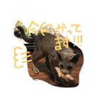 ムーさん日和。✴︎（個別スタンプ：20）