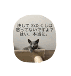 ムーさん日和。✴︎（個別スタンプ：30）