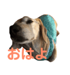 しっぽのスタンプ（個別スタンプ：1）