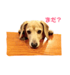 しっぽのスタンプ（個別スタンプ：2）