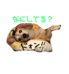 しっぽのスタンプ（個別スタンプ：4）