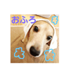 しっぽのスタンプ（個別スタンプ：6）