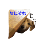 しっぽのスタンプ（個別スタンプ：10）