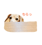 しっぽのスタンプ（個別スタンプ：11）