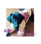 黒ラブのマーちゃんとくーちゃん姉妹（個別スタンプ：8）