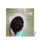 黒ラブのマーちゃんとくーちゃん姉妹（個別スタンプ：12）