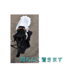 黒ラブのマーちゃんとくーちゃん姉妹（個別スタンプ：17）