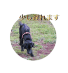 黒ラブのマーちゃんとくーちゃん姉妹（個別スタンプ：18）