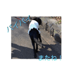 黒ラブのマーちゃんとくーちゃん姉妹（個別スタンプ：31）