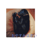 黒ラブのマーちゃんとくーちゃん姉妹（個別スタンプ：32）