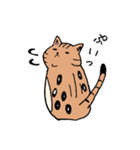 ベンガル猫 テト ゆるかわスタンプ第1弾（個別スタンプ：15）