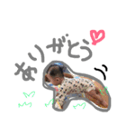 摂津定例会V（個別スタンプ：3）