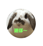 耳垂れうさぎのスタンプ その2（個別スタンプ：12）