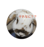耳垂れうさぎのスタンプ その2（個別スタンプ：13）