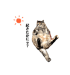 ねこチャッピー（個別スタンプ：2）