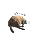 ねこチャッピー（個別スタンプ：4）