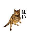 ねこチャッピー（個別スタンプ：11）
