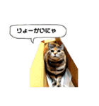 ねこチャッピー（個別スタンプ：14）
