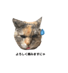 ねこチャッピー（個別スタンプ：16）