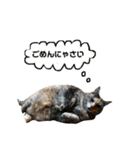ねこチャッピー（個別スタンプ：17）