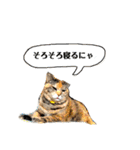 ねこチャッピー（個別スタンプ：19）