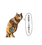 ねこチャッピー（個別スタンプ：21）
