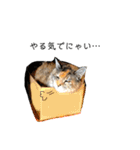 ねこチャッピー（個別スタンプ：23）