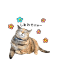 ねこチャッピー（個別スタンプ：24）
