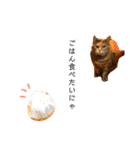 ねこチャッピー（個別スタンプ：25）
