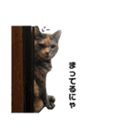 ねこチャッピー（個別スタンプ：28）