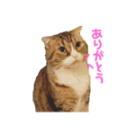 猫マロンちゃんスタンプ（個別スタンプ：1）