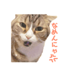 猫マロンちゃんスタンプ（個別スタンプ：2）