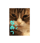 猫マロンちゃんスタンプ（個別スタンプ：3）
