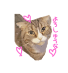 猫マロンちゃんスタンプ（個別スタンプ：4）