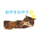 猫マロンちゃんスタンプ（個別スタンプ：5）